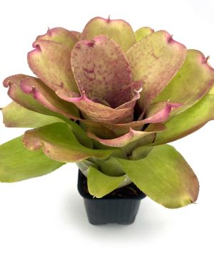 Neoregelia Chubby x Pink Debbie