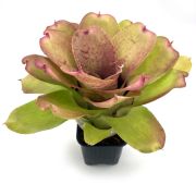 Neoregelia Chubby x Pink Debbie 1