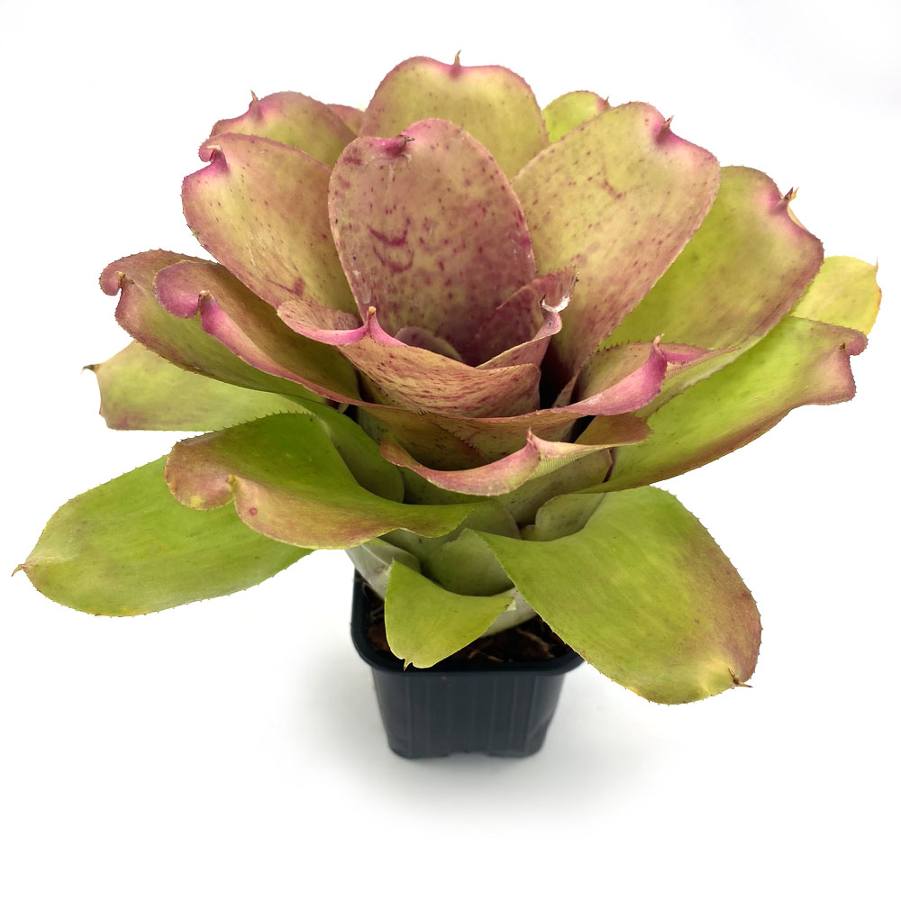 Neoregelia Chubby x Pink Debbie 1