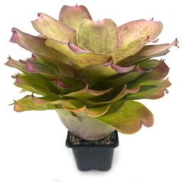 Neoregelia Chubby x Pink Debbie 2