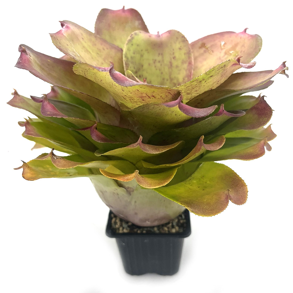 Neoregelia Chubby x Pink Debbie 2