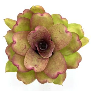 Neoregelia Chubby x Pink Debbie