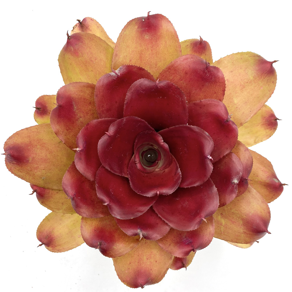 Neoregelia Compact hybrid 4