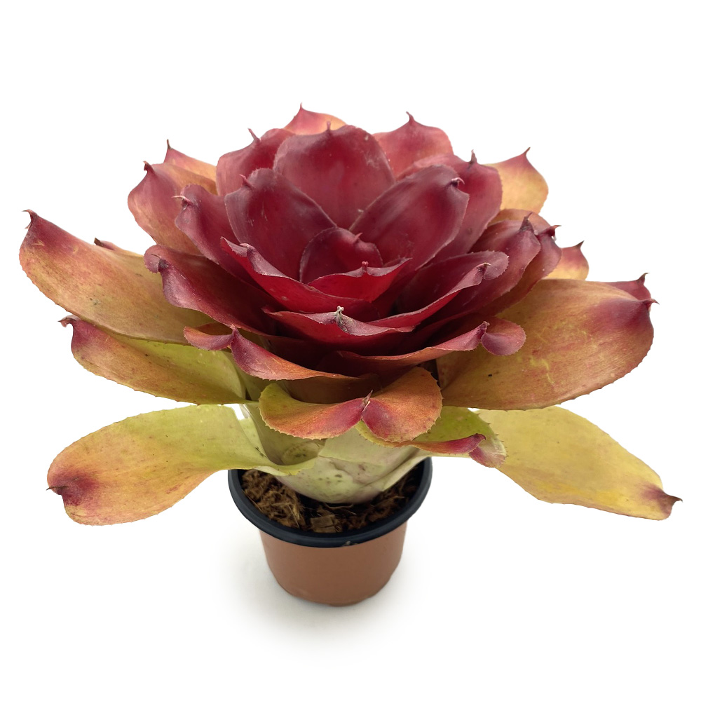 Neoregelia Compact hybrid 5