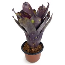 Neoregelia Dark Purple Tone NL 2