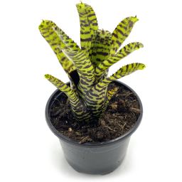 Neoregelia Eteria 1