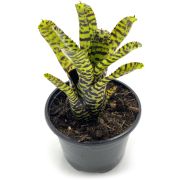 Neoregelia Eteria 1