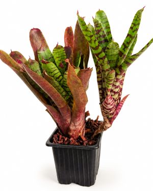 Neoregelia Fever Pitch