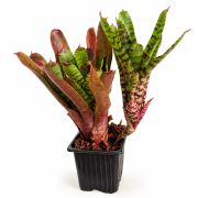Neoregelia Fever Pitch 1