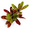 Neoregelia Fever Pitch