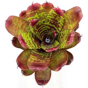 Neoregelia Golden Pheasant
