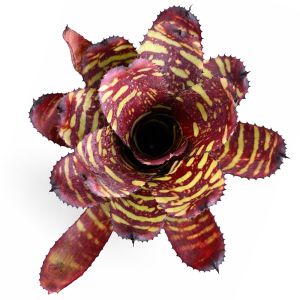 Neoregelia Golden Pheasant