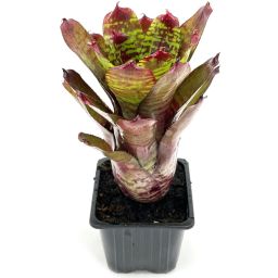 Neoregelia Golden Pheasant 2