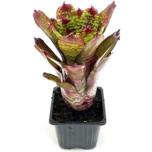 Neoregelia Golden Pheasant