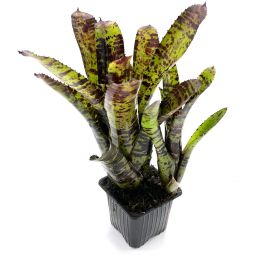Neoregelia Hannibal Lecter x Cheers 2