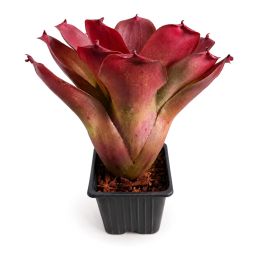 Neoregelia Linda Hybrid 1
