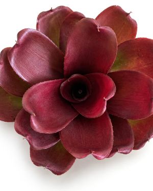 Neoregelia Linda Hybrid