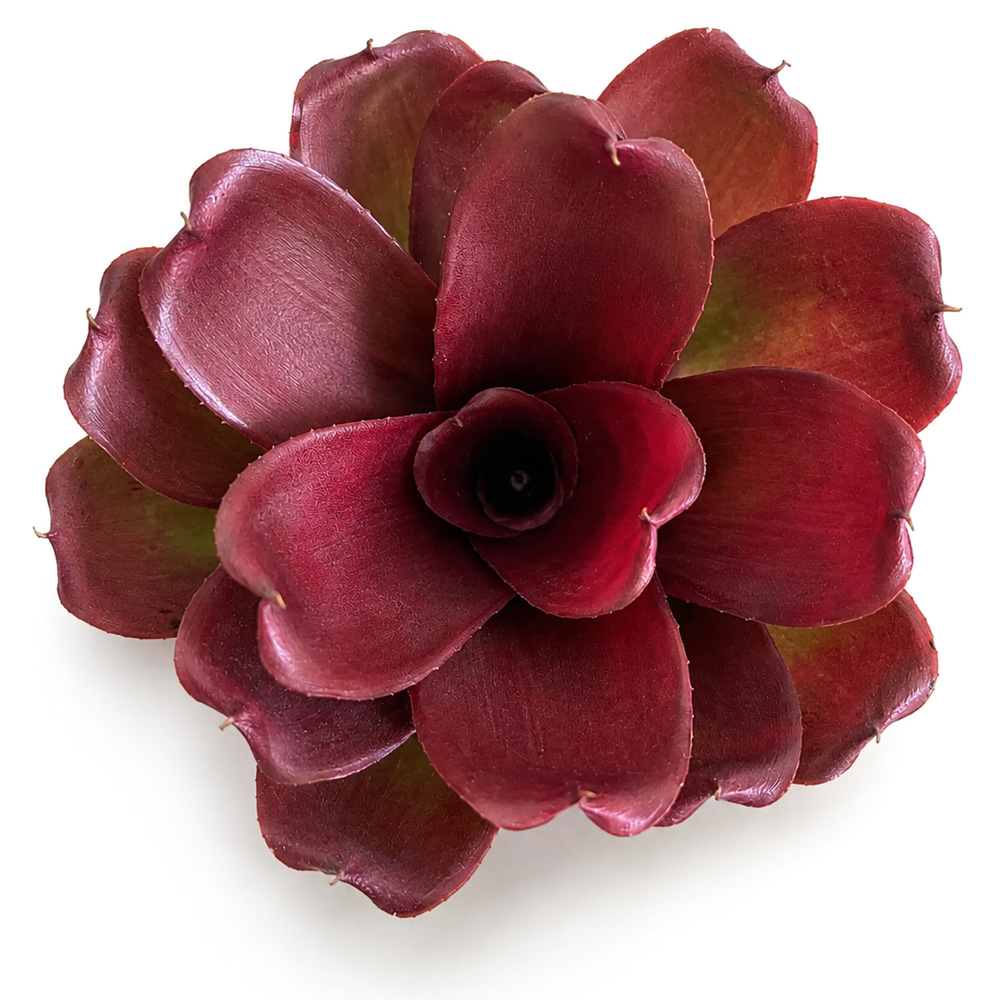 Neoregelia Linda Hybrid