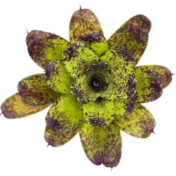 Neoregelia Lokelani x Super Cute 3