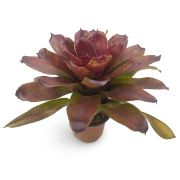 Neoregelia Lokelani x Super Cute 6