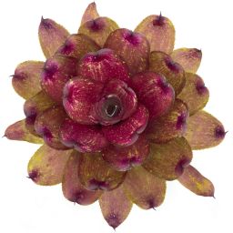 Neoregelia Lokelani x Super Cute Medium