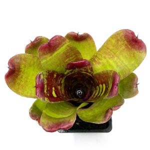Neoregelia Maestra Vida