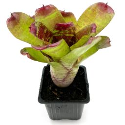 Neoregelia Maestra Vida 2