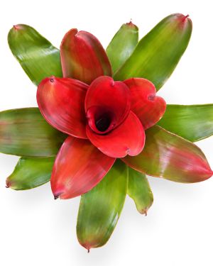 Neoregelia Medusa Spineless x Pink Debbie