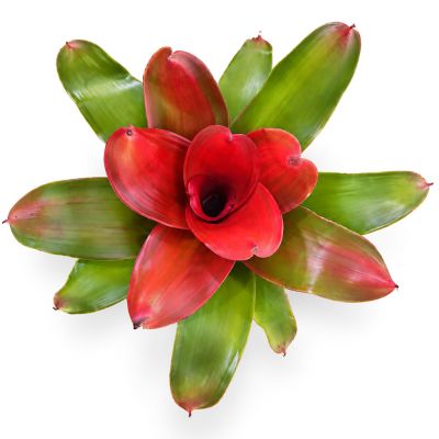Neoregelia Medusa Spineless x Pink Debbie