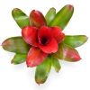 Neoregelia Medusa Spineless x Pink Debbie