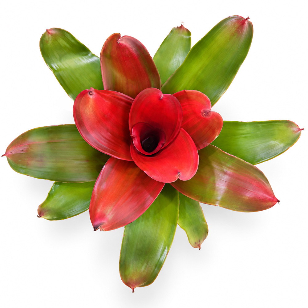 Neoregelia Medusa Spineless x Pink Debbie 1