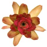 Neoregelia Medusa Spineless x Pink Debbie