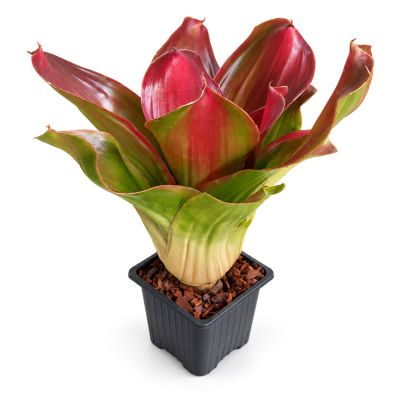 Neoregelia Medusa Spineless x Pink Debbie
