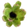 Micro Neoregelia