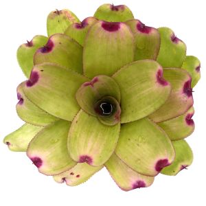 Neoregelia Mini Ninja