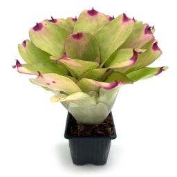 Neoregelia Mini Ninja