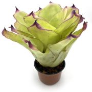 Neoregelia Ninja Hybrid