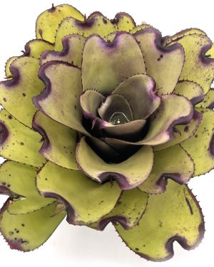 Neoregelia Ninja Pink
