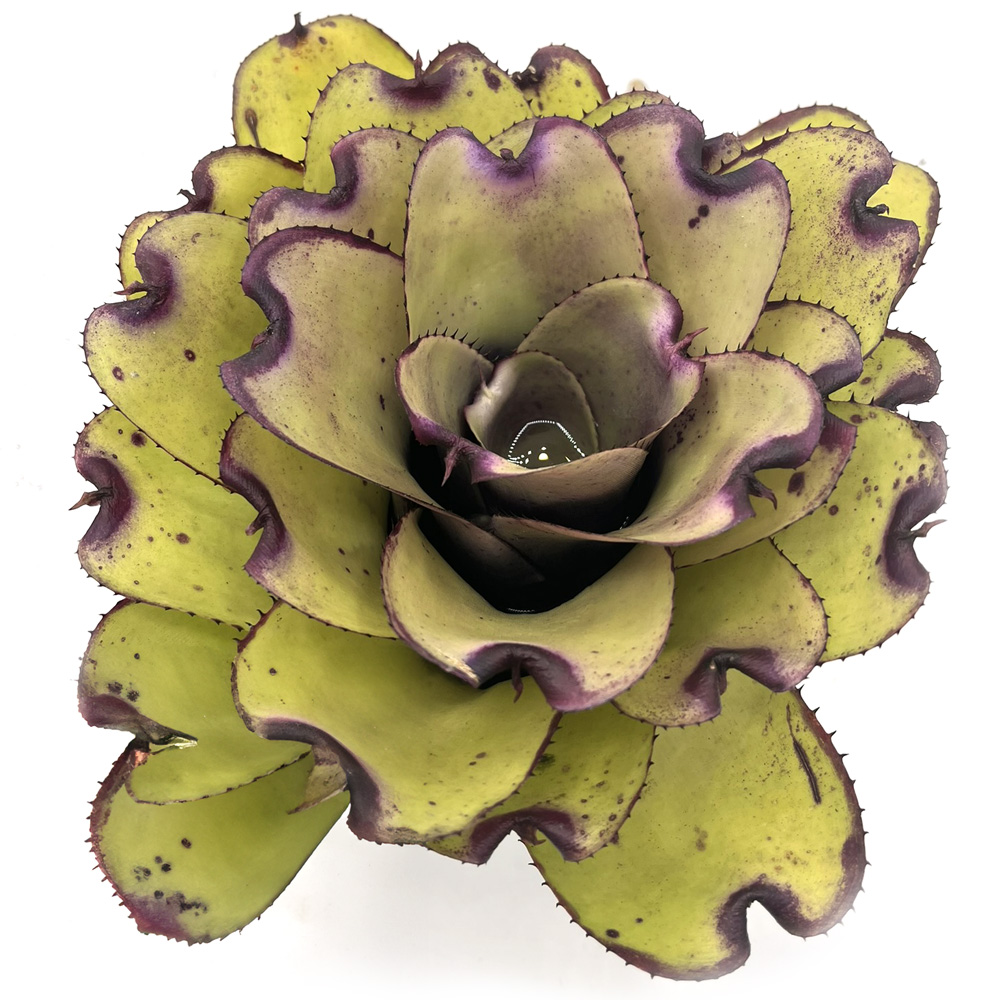 Neoregelia Ninja Pink 2