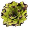 Neoregelia Pitch black x Pink Debbie