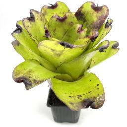 Neoregelia Pitch black x Pink Debby 2