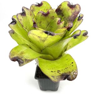 Neoregelia Pitch black x Pink Debbie