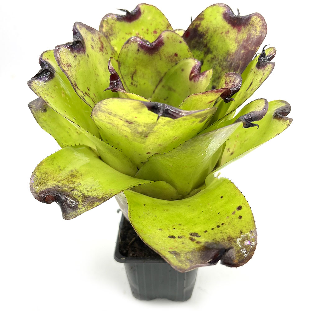 Neoregelia Pitch black x Pink Debby 2
