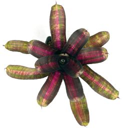 Neoregelia Pressure 2