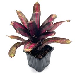 Neoregelia Pressure
