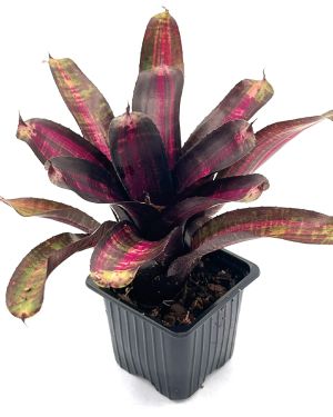 Neoregelia Pressure