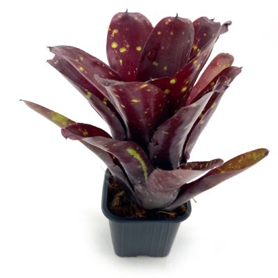 Neoregelia Royal Burgundy x Fireball