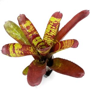 Neoregelia Stormtrooper Blood