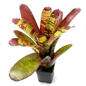 Neoregelia Stormtrooper Blood