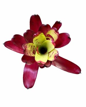 Neoregelia Sunshine Smile